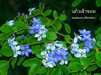 Kaew Chao Chom – the Flower of SSRU