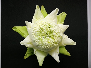 OAC Disseminates Lotus Petals Folding
with Thai royal pattern on Thai PBS